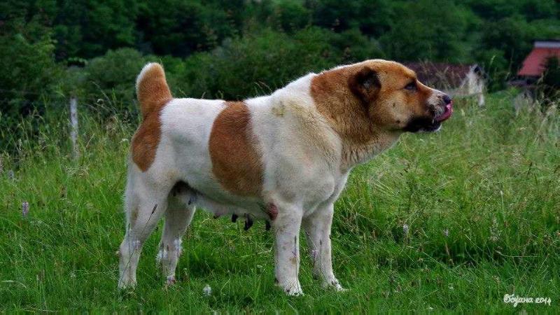 Ortodoks Konvent YAHA | Central Asian Shepherd Dog 