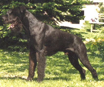 Maik vom Reußer Land | Giant Schnauzer 