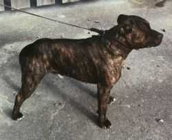 Loggerheads Tetrarch | Staffordshire Bull Terrier 