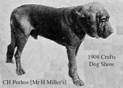 Porhos [Mr H Miller's] | Bloodhound 