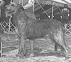 Rosslare's Quinella | Irish Wolfhound 