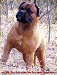 dox'n canas cowboy rusty | Bullmastiff 