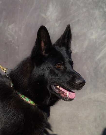 Besser Vild Tseola | German Shepherd Dog 