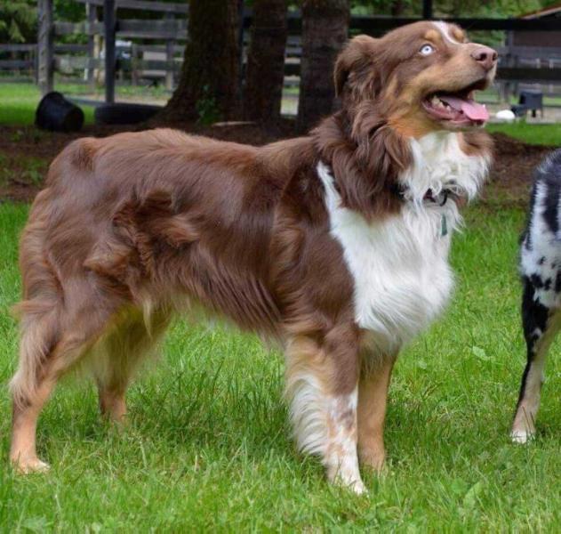 Freestyles Texas Hold N Jacks | Australian Shepherd 