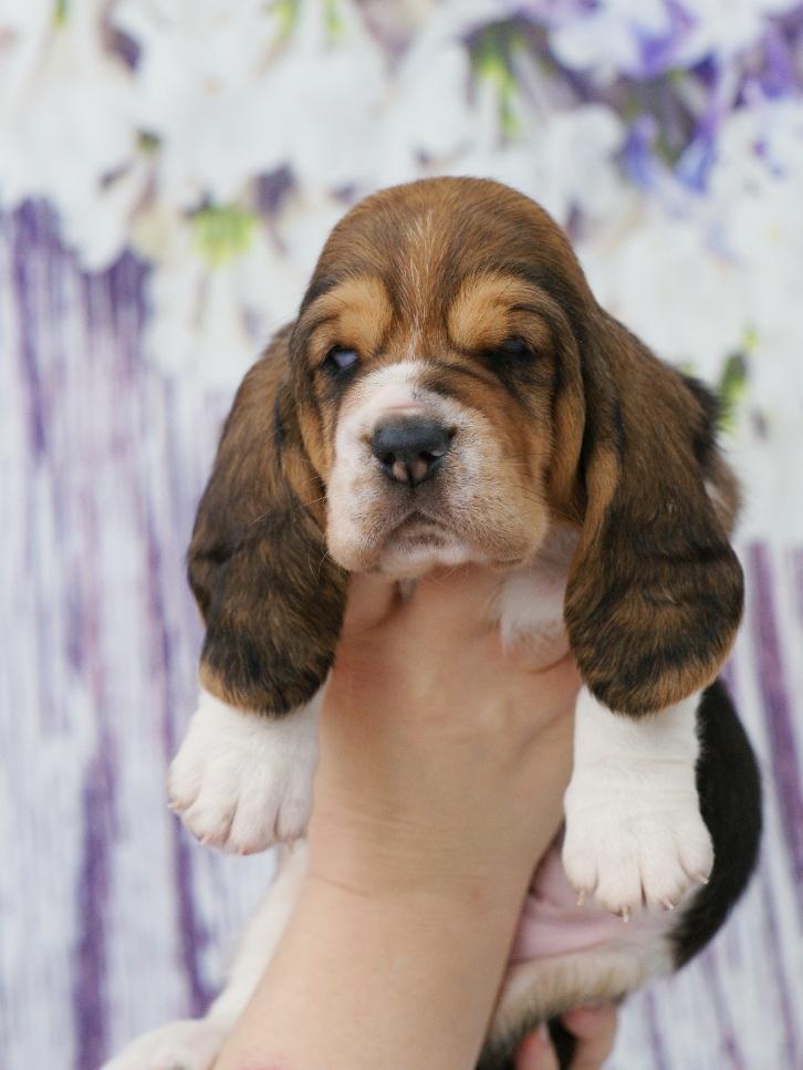 RUSSIAN PRIDE BRIGHT STAR ADARA | Basset Hound 