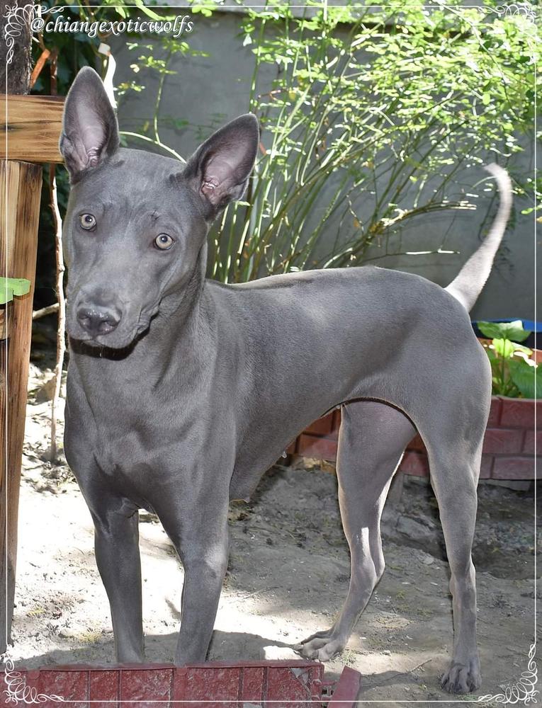 Ariadné La Vita Chim | Thai Ridgeback 