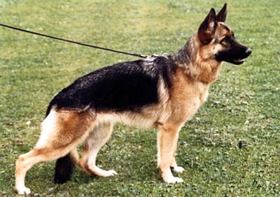 Gitta von der Brempter Mühle | German Shepherd Dog 