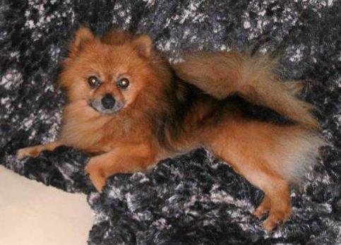 Keny do Vale de Catrina | Pomeranian 