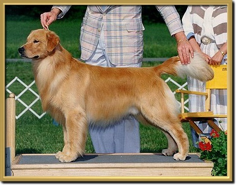 Laurell's Cause for Applause | Golden Retriever 