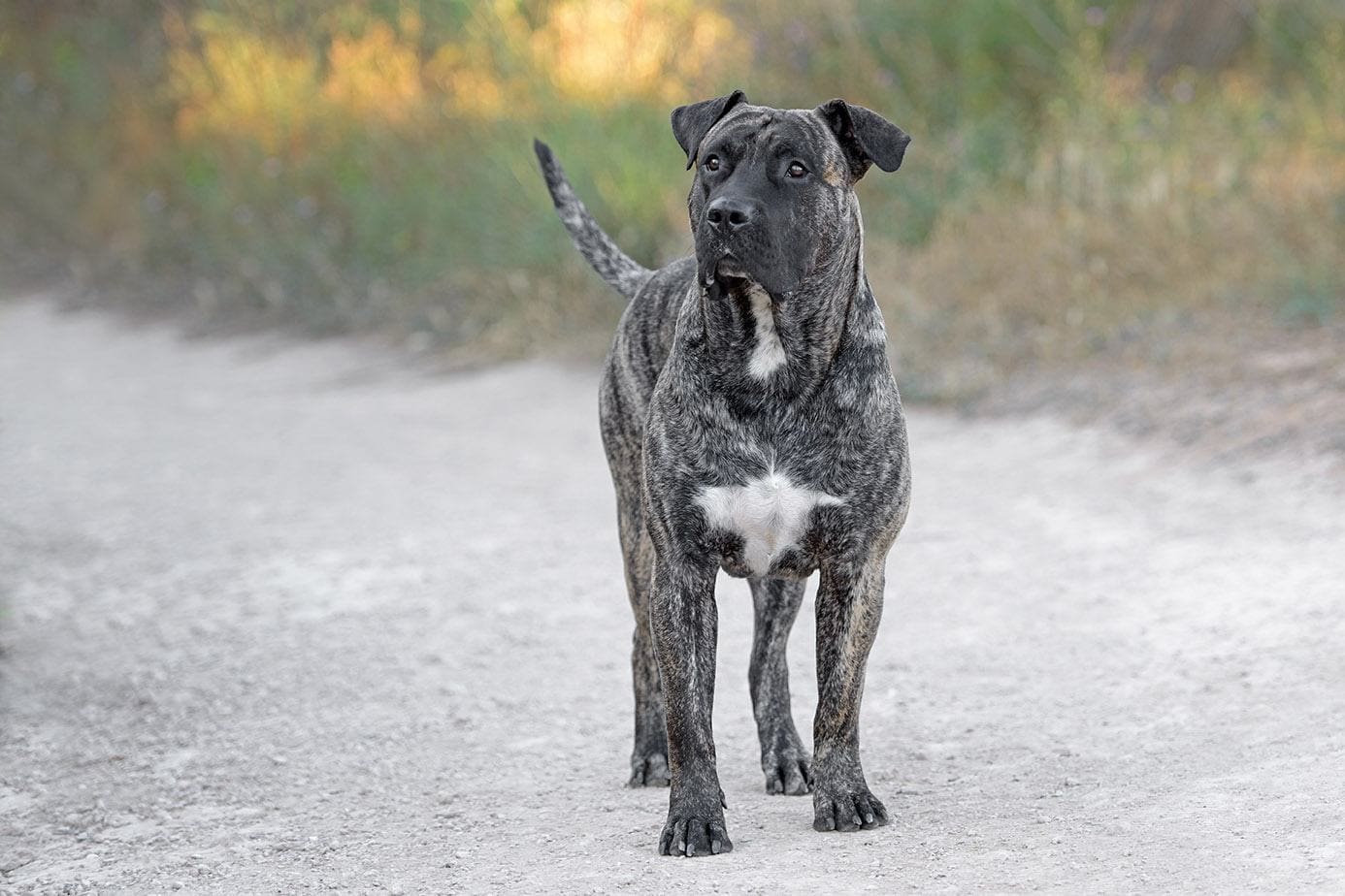Perro de Presa Canario