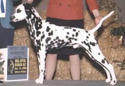 Amera's Intuition | Dalmatian 