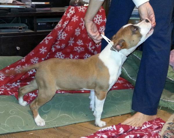 Chronos Ingrid | American Staffordshire Terrier 