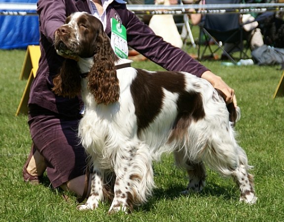 LORDSETT SEVENTH HEAVEN | English Springer Spaniel 