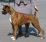 DeNevi's Absolute NContemptAgin | Boxer 