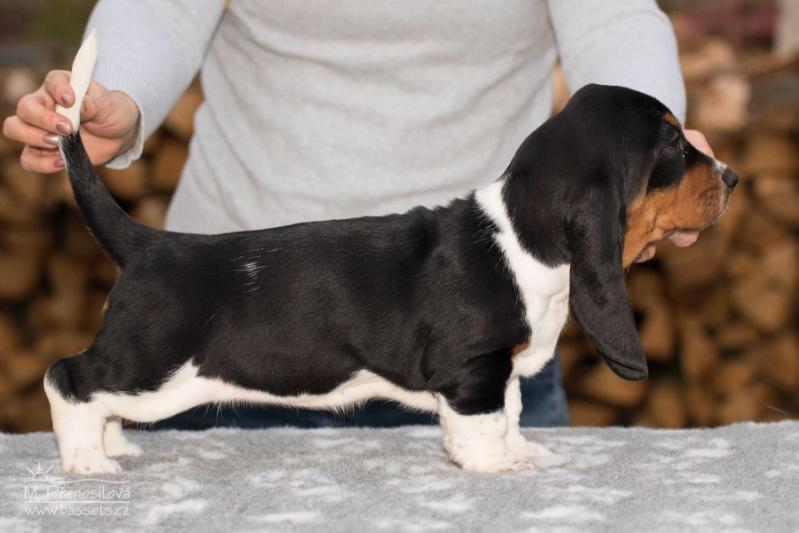 Xantippa Lady Barnett's | Basset Hound 