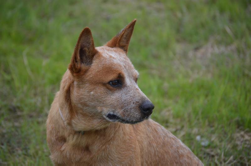 MIKANNES VALENTINE SQUEAKER | Australian Cattle Dog 