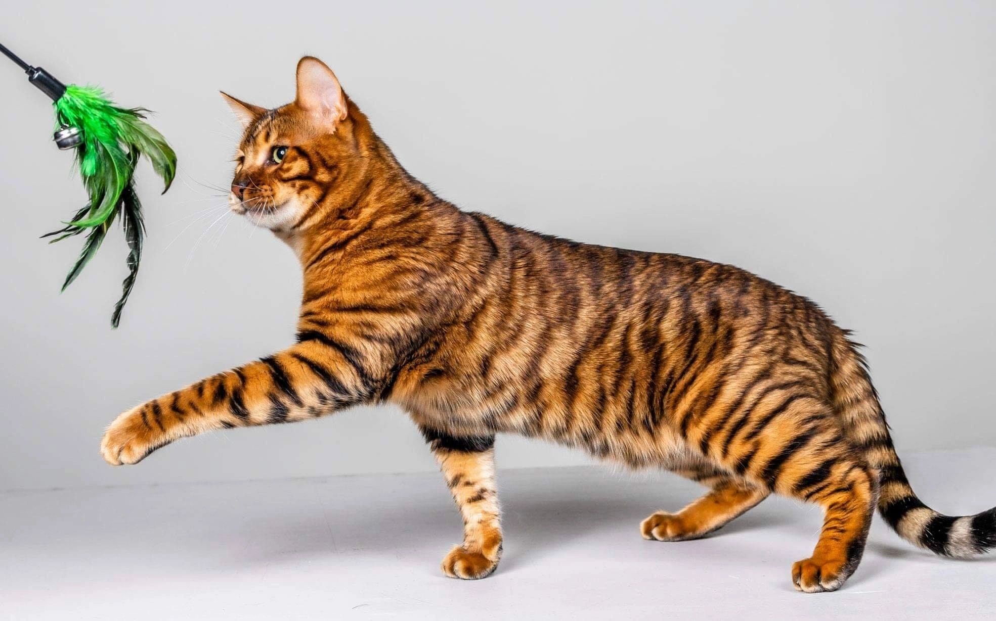 Toyger
