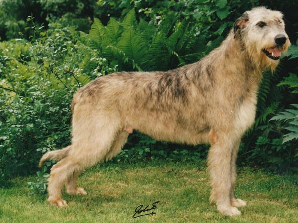 Brokenwheel Uracil (Sans Affixe) | Irish Wolfhound 