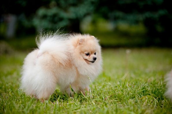 ALJENS SANJI OF LENETTE | German Spitz 