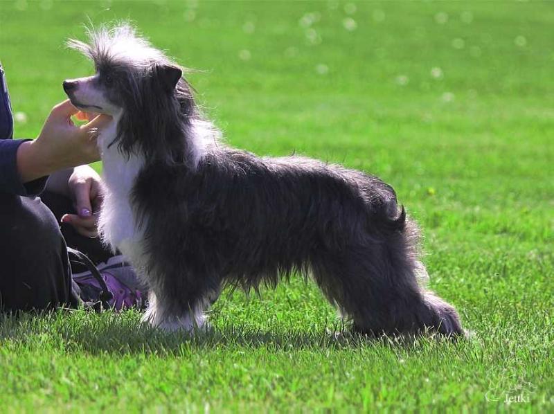 Making Waves at Gardine | Chinese Crested 