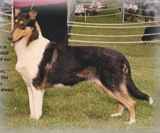 Richeline Maeve McDoogle | Rough Collie 