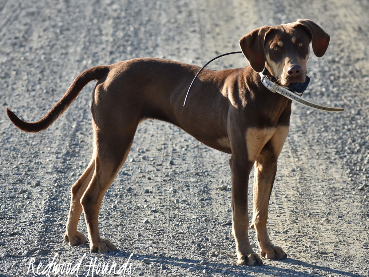 Redwood's Ricochet | Catahoula Leopard Dog 