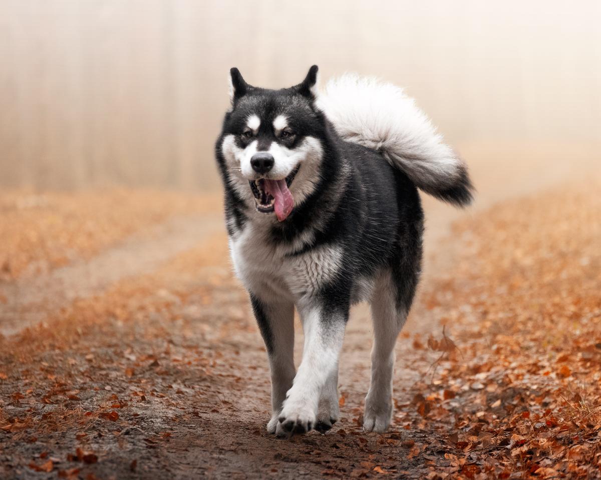 BRAT WILKA z Klanu Wydry | Alaskan Malamute 