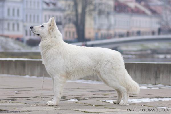 Yurkiy Bely Zver | White Swiss Shepherd Dog 