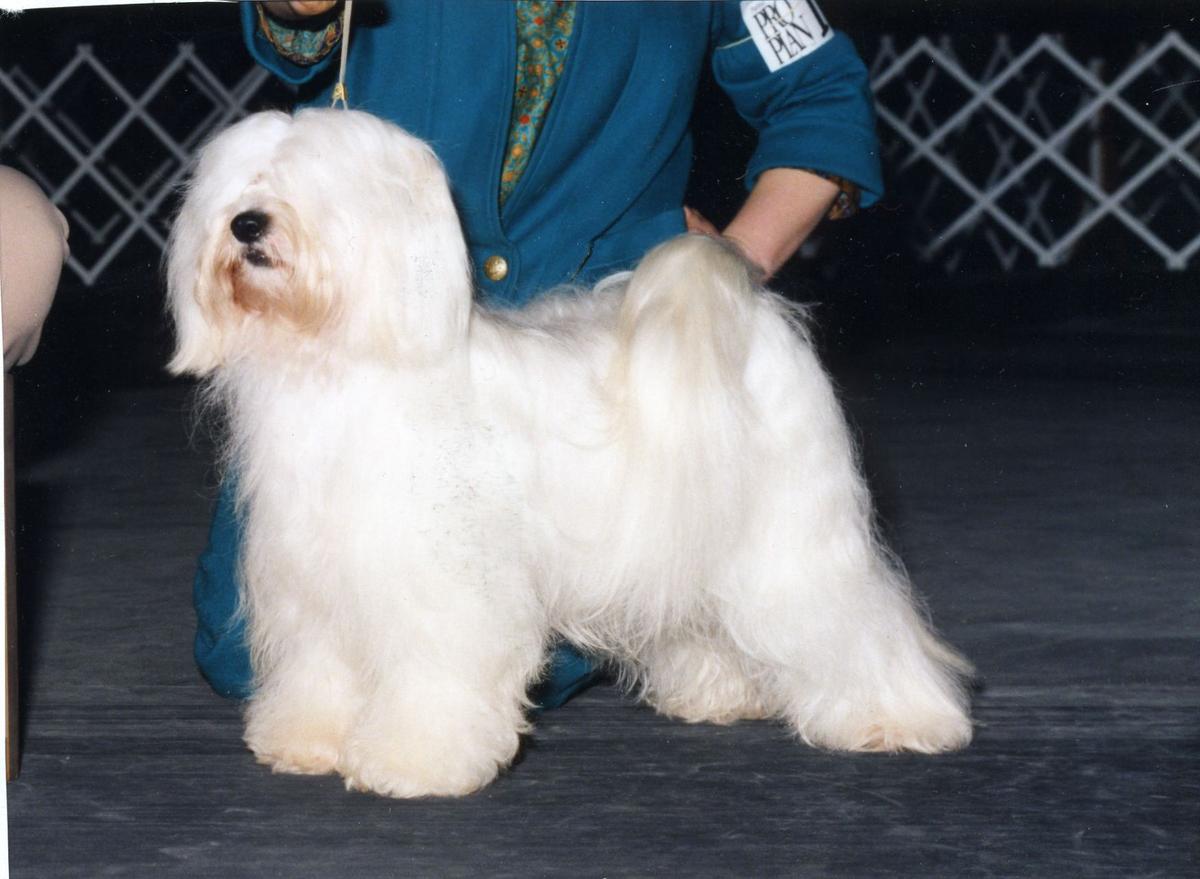 KIARA APRIL LOVE | Tibetan Terrier 