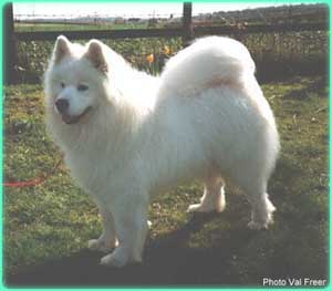 NIKARA SPECIAL EDITION | Samoyed 