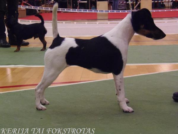 Kerija tai fokstrotas | Smooth Fox Terrier 