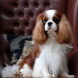 Lanola Santana Of Maibee | Cavalier King Charles Spaniel 