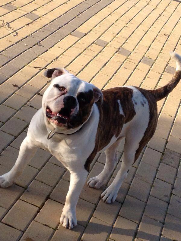 AB Calabria's TYSON | American Bulldog 