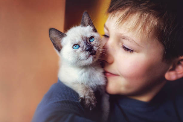 Siamese Cat