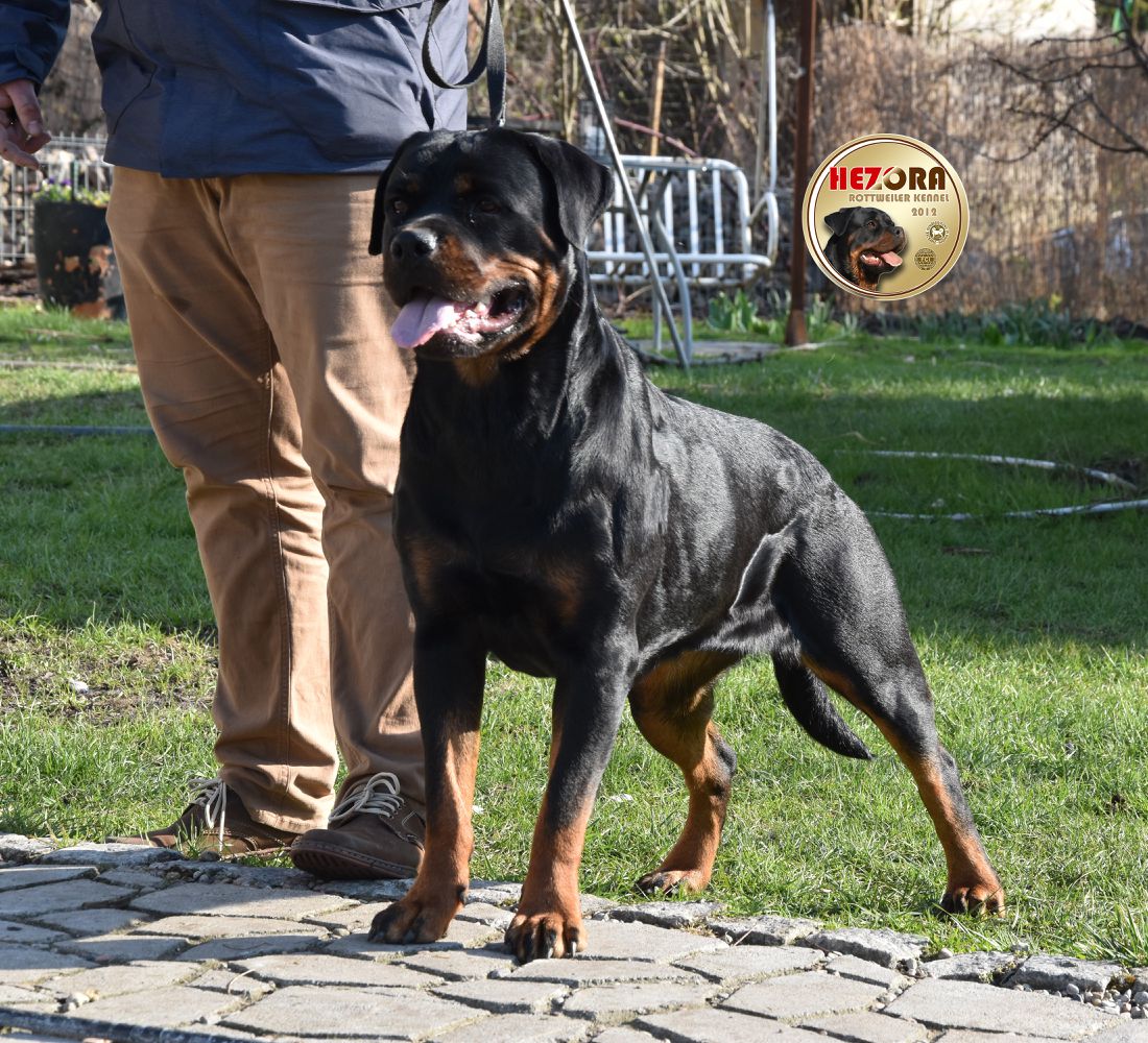 DUSZKA Hezora | Rottweiler 