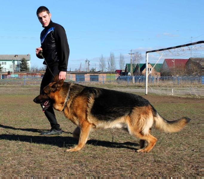 Sherkhan Roberlit | German Shepherd Dog 