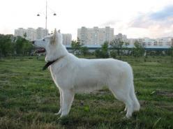 Only Best Baltic Beauty | White Swiss Shepherd Dog 
