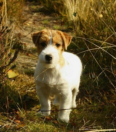 Equal  sunlight | Jack Russell Terrier 