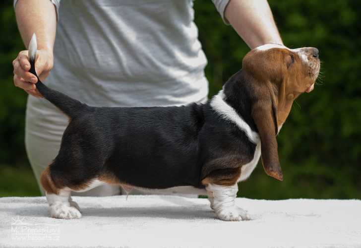 Arnold F.E.J.S. | Basset Hound 