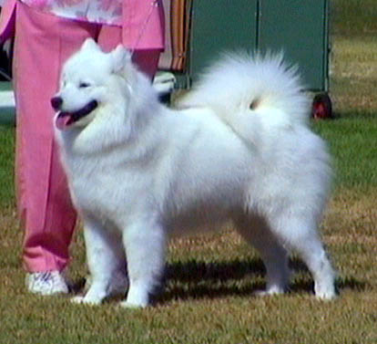 Kossov Remuss Balaika | Samoyed 