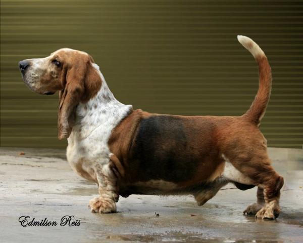 Ben Canaa Merlin | Basset Hound 