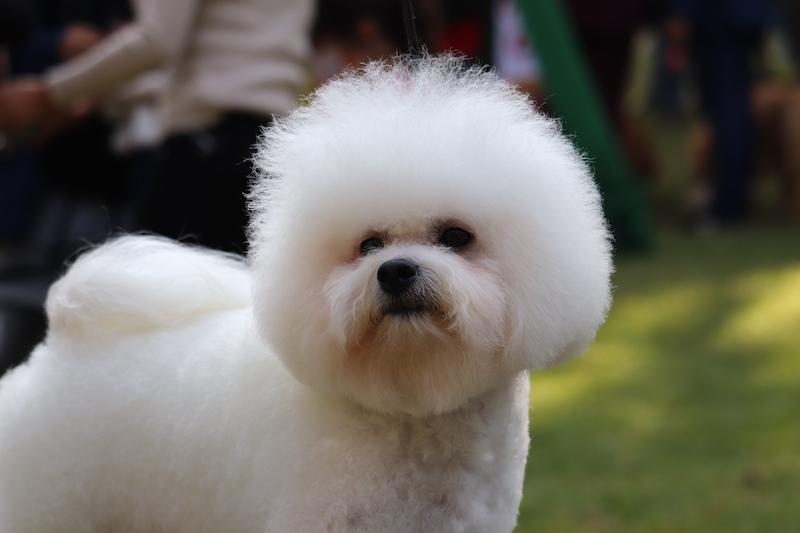 LA TERRA BLANCA LUCIANO VALENTINO | Bichon Frise 