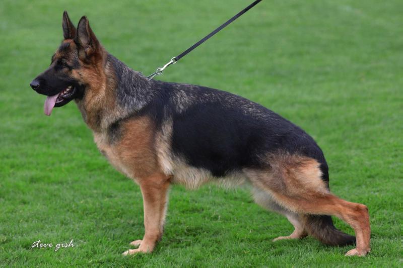 Rona vom Lärchenhain | German Shepherd Dog 