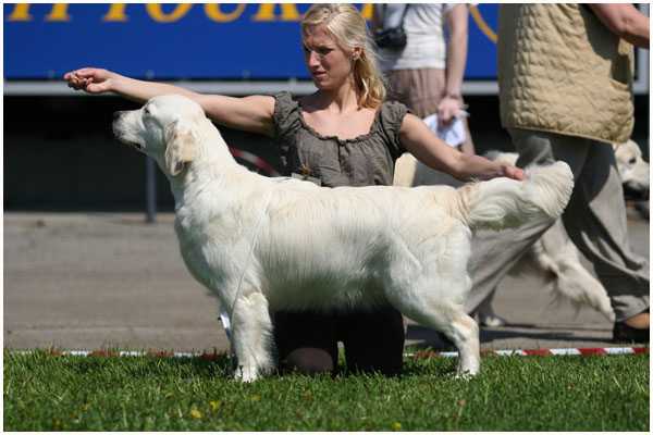 Soft Soul Be My Dream | Golden Retriever 