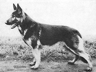 Arko von der Delog | German Shepherd Dog 