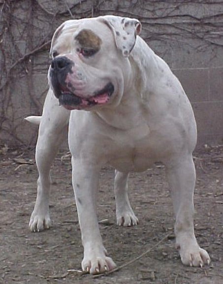 Brave Heart's Groucho PH-0.46/0.50 | American Bulldog 