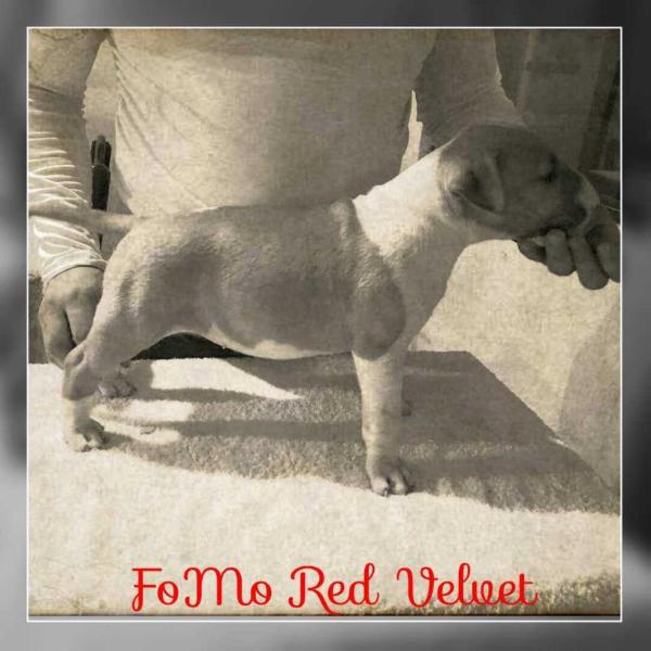 FoMo Red Velvet | Bull Terrier 