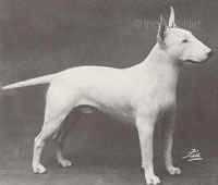 Gardenia Guardsman | Bull Terrier 