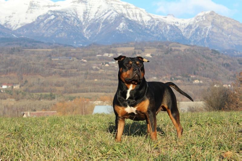 NWA de la garde divine | American Staffordshire Terrier 