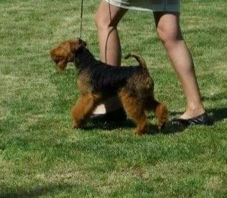 Iris od Guvernéra | Welsh Terrier 